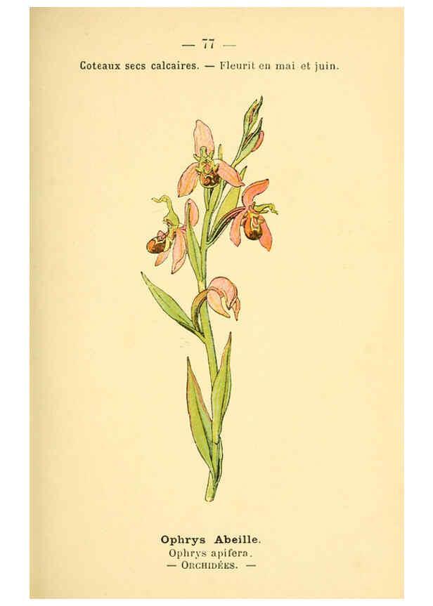 Reproducción/Reproduction 6022582342: Atlas de poche des plantes des champs, des prairies et des bois Paris :P. Klincksieck,[1894] 