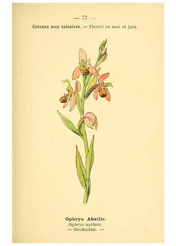 Reproducción/Reproduction 6022582342: Atlas de poche des plantes des champs, des prairies et des bois Paris :P. Klincksieck,[1894] 