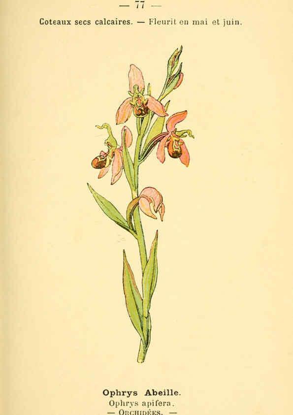 Reproducción/Reproduction 6022582342: Atlas de poche des plantes des champs, des prairies et des bois Paris :P. Klincksieck,[1894] 