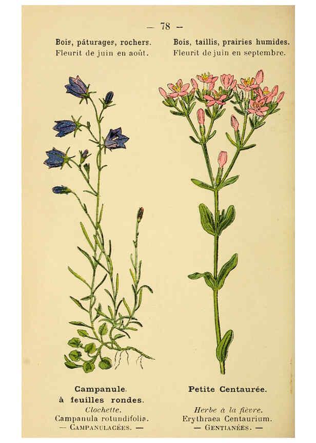 Reproducción/Reproduction 6022025937: Atlas de poche des plantes des champs, des prairies et des bois Paris :P. Klincksieck,[1894] 