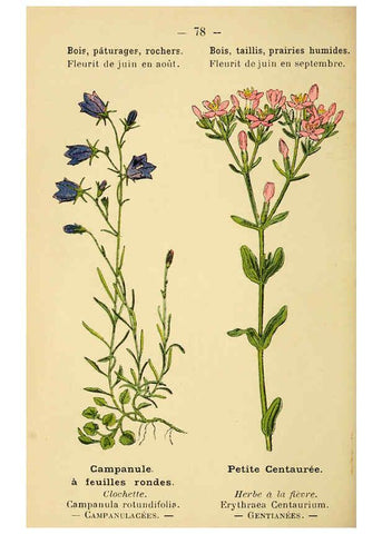 Reproducción/Reproduction 6022025937: Atlas de poche des plantes des champs, des prairies et des bois Paris :P. Klincksieck,[1894] 