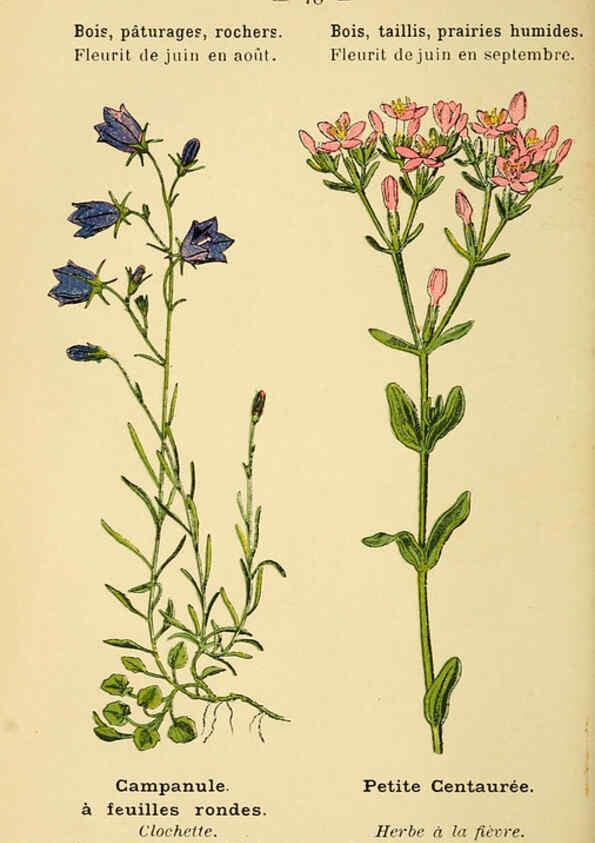 Reproducción/Reproduction 6022025937: Atlas de poche des plantes des champs, des prairies et des bois Paris :P. Klincksieck,[1894] 