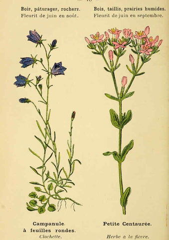 Reproducción/Reproduction 6022025937: Atlas de poche des plantes des champs, des prairies et des bois Paris :P. Klincksieck,[1894] 
