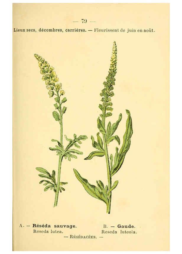 Reproducción/Reproduction 6022026639: Atlas de poche des plantes des champs, des prairies et des bois Paris :P. Klincksieck,[1894] 
