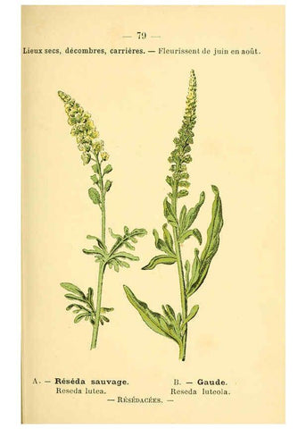 Reproducción/Reproduction 6022026639: Atlas de poche des plantes des champs, des prairies et des bois Paris :P. Klincksieck,[1894] 