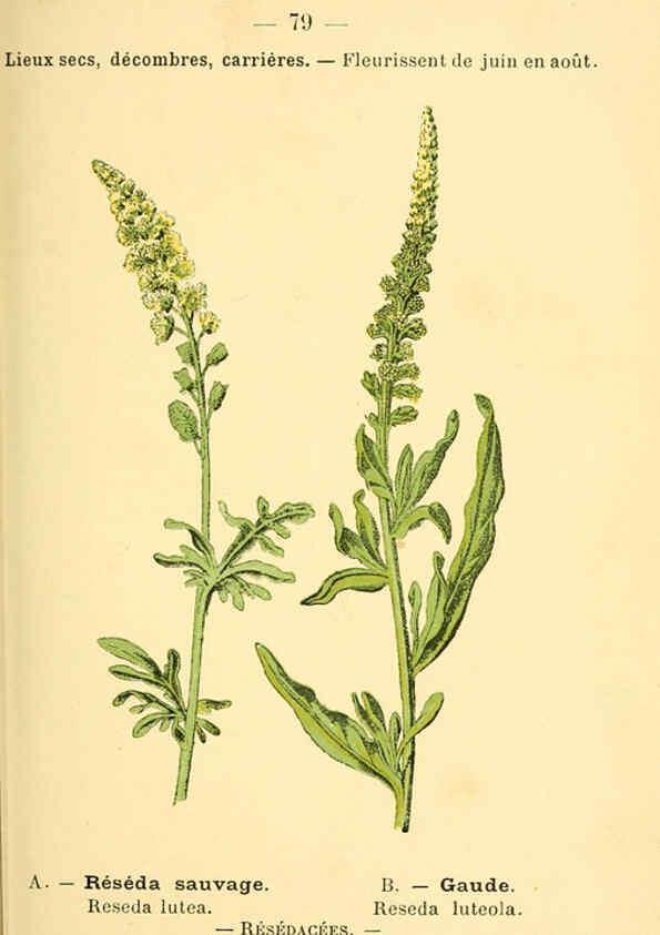 Reproducción/Reproduction 6022026639: Atlas de poche des plantes des champs, des prairies et des bois Paris :P. Klincksieck,[1894] 