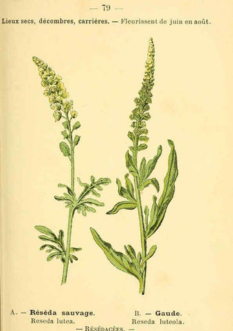 Reproducción/Reproduction 6022026639: Atlas de poche des plantes des champs, des prairies et des bois Paris :P. Klincksieck,[1894] 