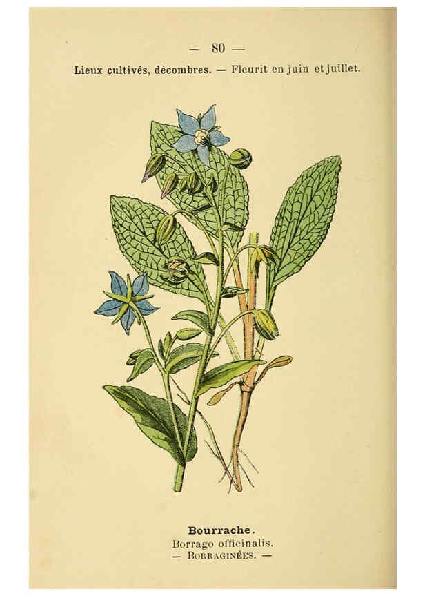 Reproducción/Reproduction 6022583626: Atlas de poche des plantes des champs, des prairies et des bois Paris :P. Klincksieck,[1894] 