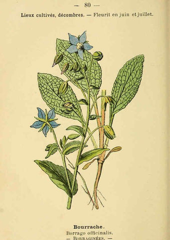 Reproducción/Reproduction 6022583626: Atlas de poche des plantes des champs, des prairies et des bois Paris :P. Klincksieck,[1894] 