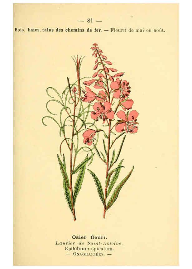 Reproducción/Reproduction 6022027209: Atlas de poche des plantes des champs, des prairies et des bois Paris :P. Klincksieck,[1894] 