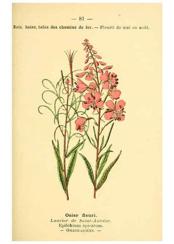 Reproducción/Reproduction 6022027209: Atlas de poche des plantes des champs, des prairies et des bois Paris :P. Klincksieck,[1894] 