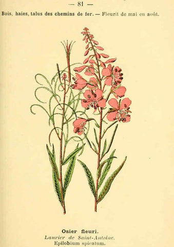 Reproducción/Reproduction 6022027209: Atlas de poche des plantes des champs, des prairies et des bois Paris :P. Klincksieck,[1894] 