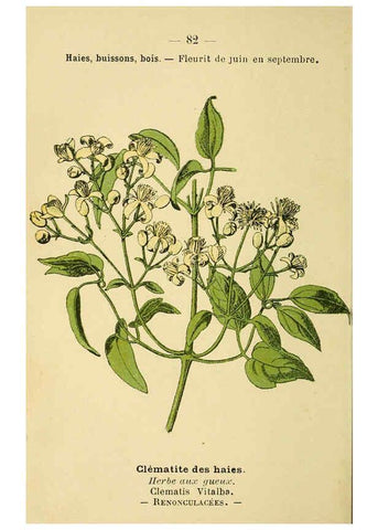 Reproducción/Reproduction 6022584258: Atlas de poche des plantes des champs, des prairies et des bois Paris :P. Klincksieck,[1894] 