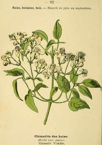 Reproducción/Reproduction 6022584258: Atlas de poche des plantes des champs, des prairies et des bois Paris :P. Klincksieck,[1894] 