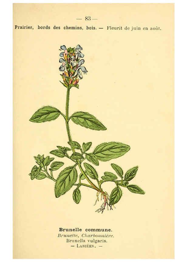 Reproducción/Reproduction 6022028009: Atlas de poche des plantes des champs, des prairies et des bois Paris :P. Klincksieck,[1894] 