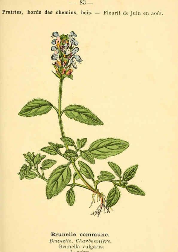 Reproducción/Reproduction 6022028009: Atlas de poche des plantes des champs, des prairies et des bois Paris :P. Klincksieck,[1894] 