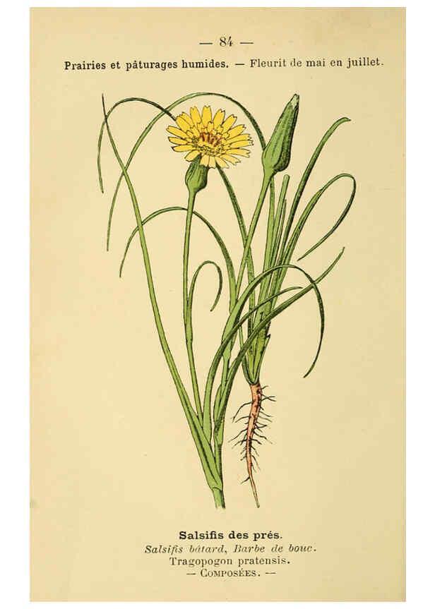 Reproducción/Reproduction 6022585022: Atlas de poche des plantes des champs, des prairies et des bois Paris :P. Klincksieck,[1894] 
