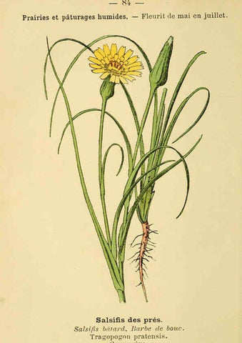 Reproducción/Reproduction 6022585022: Atlas de poche des plantes des champs, des prairies et des bois Paris :P. Klincksieck,[1894] 