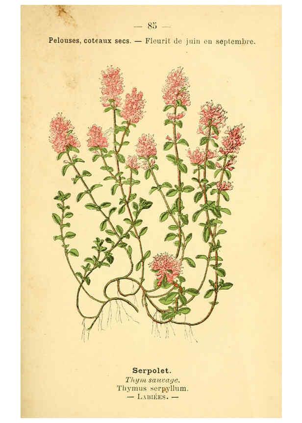 Reproducción/Reproduction 6022028751: Atlas de poche des plantes des champs, des prairies et des bois Paris :P. Klincksieck,[1894] 
