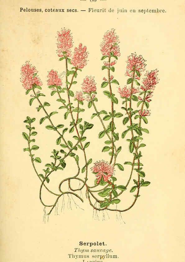 Reproducción/Reproduction 6022028751: Atlas de poche des plantes des champs, des prairies et des bois Paris :P. Klincksieck,[1894] 