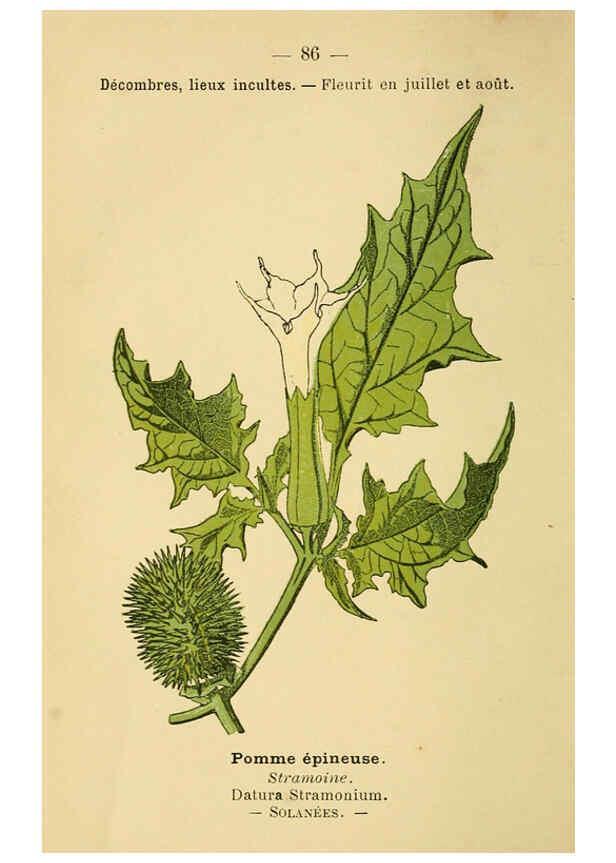 Reproducción/Reproduction 6022585780: Atlas de poche des plantes des champs, des prairies et des bois Paris :P. Klincksieck,[1894] 
