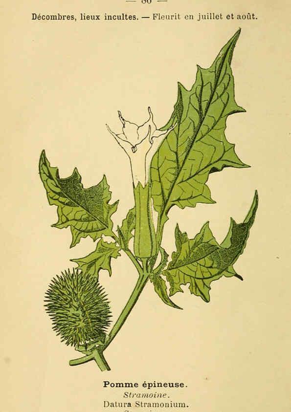 Reproducción/Reproduction 6022585780: Atlas de poche des plantes des champs, des prairies et des bois Paris :P. Klincksieck,[1894] 