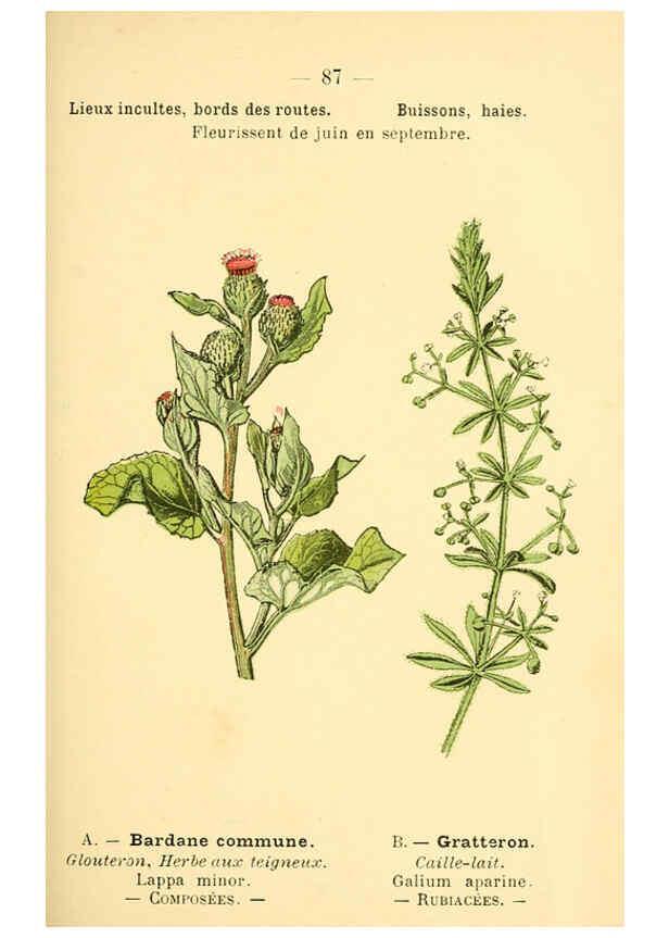 Reproducción/Reproduction 6022586050: Atlas de poche des plantes des champs, des prairies et des bois Paris :P. Klincksieck,[1894] 