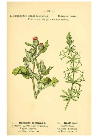 Reproducción/Reproduction 6022586050: Atlas de poche des plantes des champs, des prairies et des bois Paris :P. Klincksieck,[1894] 