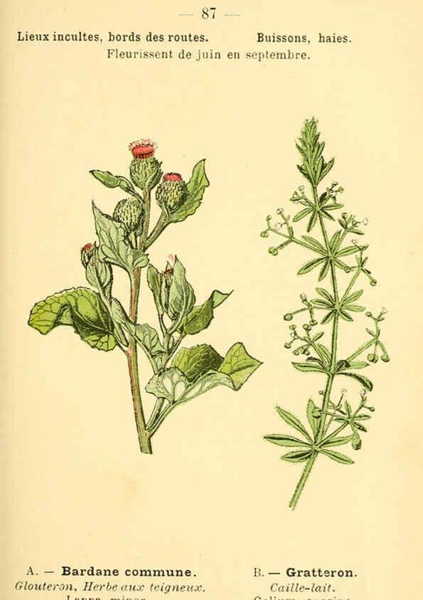 Reproducción/Reproduction 6022586050: Atlas de poche des plantes des champs, des prairies et des bois Paris :P. Klincksieck,[1894] 