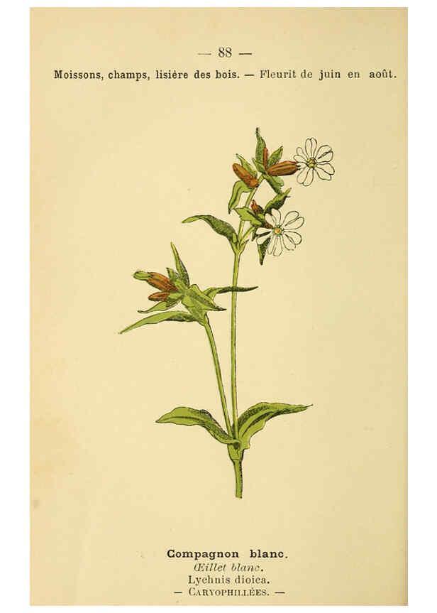 Reproducción/Reproduction 6022029583: Atlas de poche des plantes des champs, des prairies et des bois Paris :P. Klincksieck,[1894] 