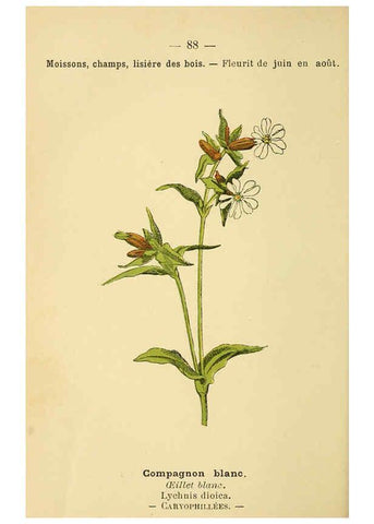 Reproducción/Reproduction 6022029583: Atlas de poche des plantes des champs, des prairies et des bois Paris :P. Klincksieck,[1894] 