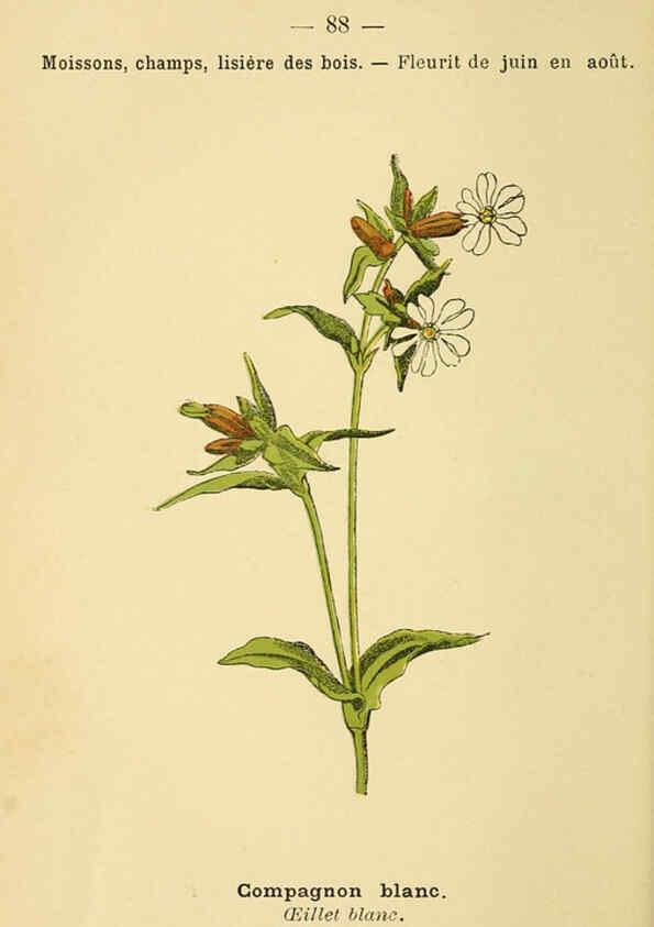 Reproducción/Reproduction 6022029583: Atlas de poche des plantes des champs, des prairies et des bois Paris :P. Klincksieck,[1894] 