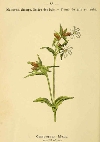 Reproducción/Reproduction 6022029583: Atlas de poche des plantes des champs, des prairies et des bois Paris :P. Klincksieck,[1894] 