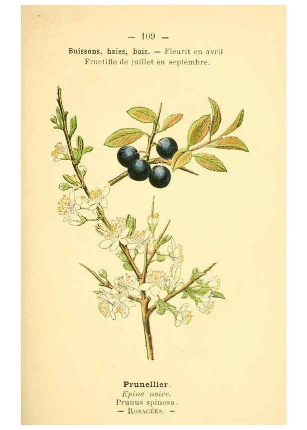 Reproducción/Reproduction 6022593456: Atlas de poche des plantes des champs, des prairies et des bois Paris :P. Klincksieck,[1894] 