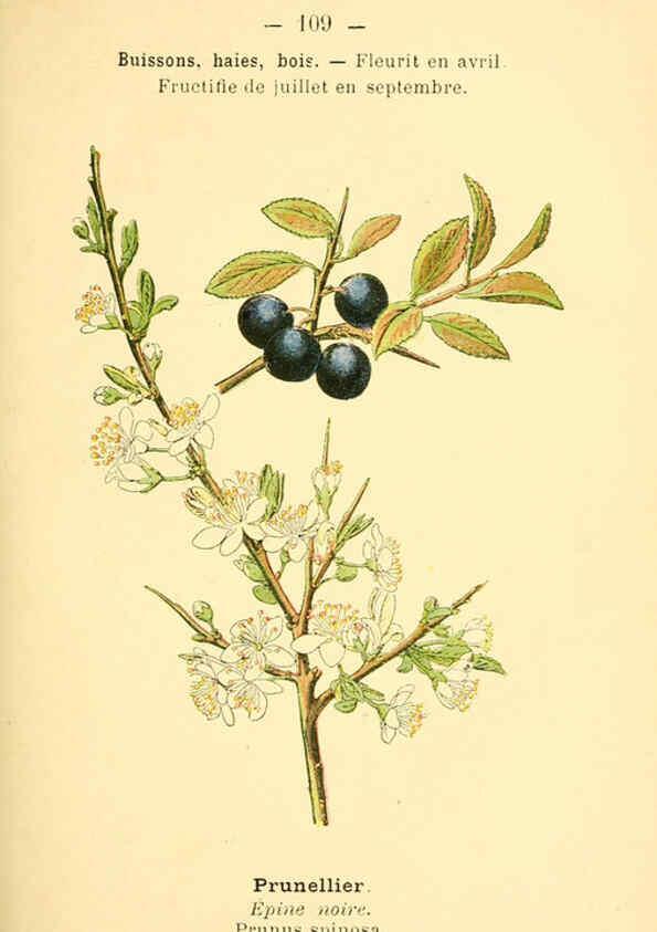 Reproducción/Reproduction 6022593456: Atlas de poche des plantes des champs, des prairies et des bois Paris :P. Klincksieck,[1894] 