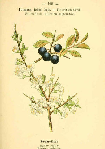 Reproducción/Reproduction 6022593456: Atlas de poche des plantes des champs, des prairies et des bois Paris :P. Klincksieck,[1894] 