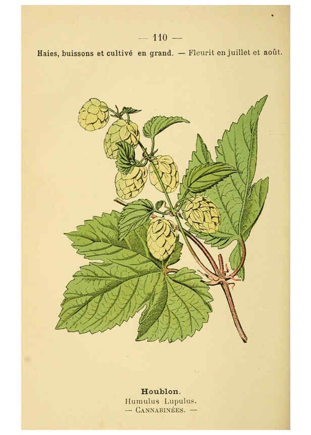 Reproducción/Reproduction 6022036657: Atlas de poche des plantes des champs, des prairies et des bois Paris :P. Klincksieck,[1894] 