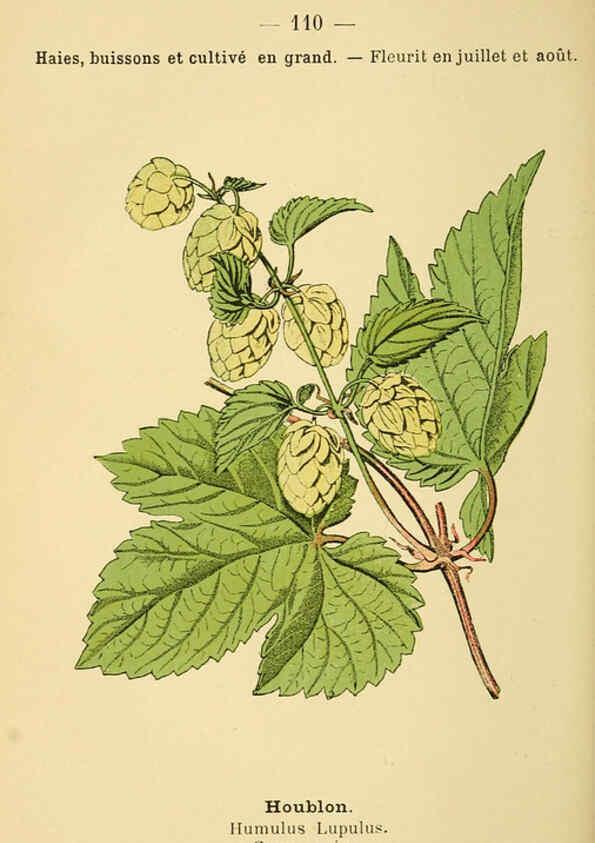 Reproducción/Reproduction 6022036657: Atlas de poche des plantes des champs, des prairies et des bois Paris :P. Klincksieck,[1894] 