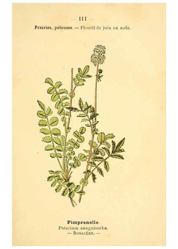 Reproducción/Reproduction 6022037091: Atlas de poche des plantes des champs, des prairies et des bois Paris :P. Klincksieck,[1894] 