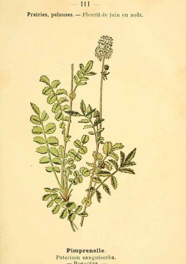 Reproducción/Reproduction 6022037091: Atlas de poche des plantes des champs, des prairies et des bois Paris :P. Klincksieck,[1894] 