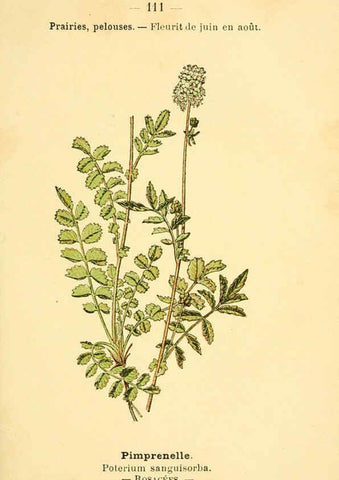 Reproducción/Reproduction 6022037091: Atlas de poche des plantes des champs, des prairies et des bois Paris :P. Klincksieck,[1894] 