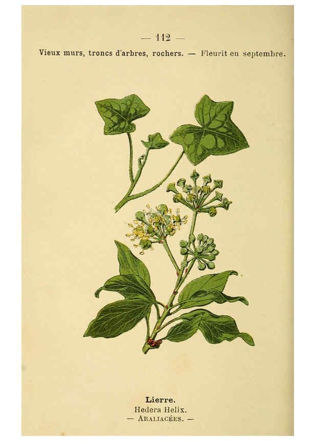 Reproducción/Reproduction 6022037371: Atlas de poche des plantes des champs, des prairies et des bois Paris :P. Klincksieck,[1894] 