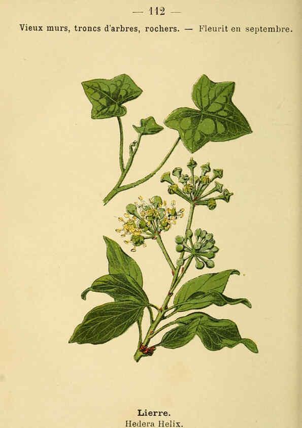 Reproducción/Reproduction 6022037371: Atlas de poche des plantes des champs, des prairies et des bois Paris :P. Klincksieck,[1894] 