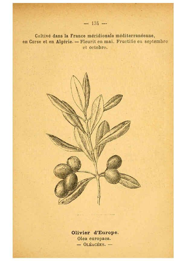 Reproducción/Reproduction 6022044801: Atlas de poche des plantes des champs, des prairies et des bois Paris :P. Klincksieck,[1894] 