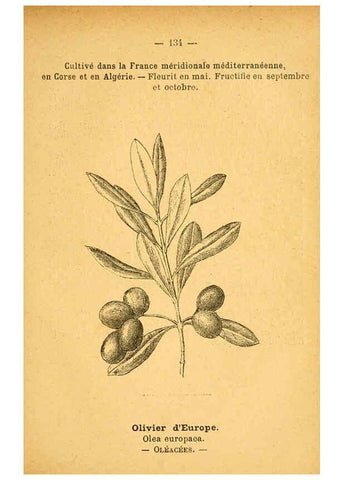 Reproducción/Reproduction 6022044801: Atlas de poche des plantes des champs, des prairies et des bois Paris :P. Klincksieck,[1894] 