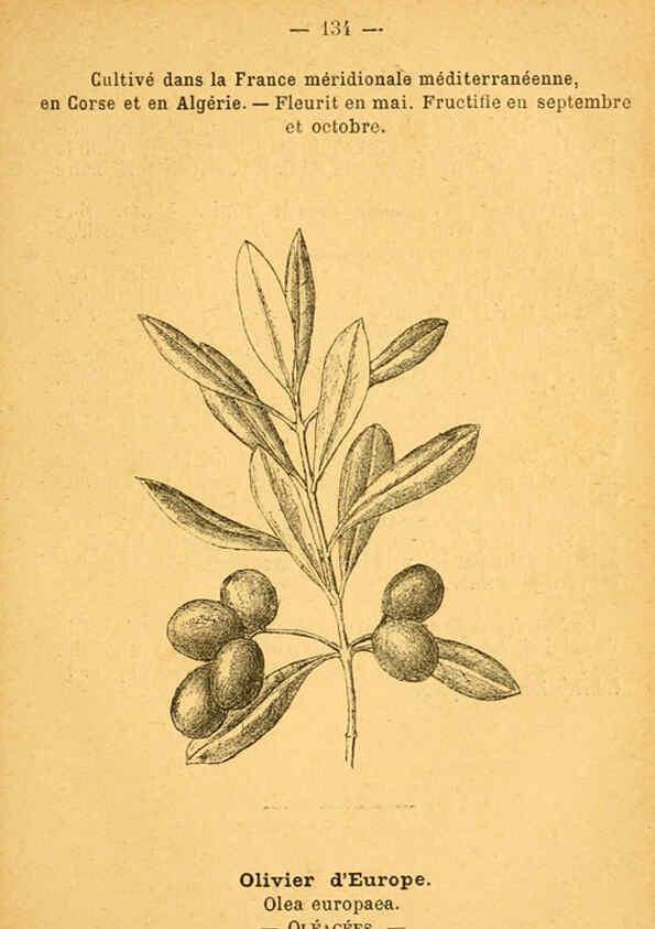 Reproducción/Reproduction 6022044801: Atlas de poche des plantes des champs, des prairies et des bois Paris :P. Klincksieck,[1894] 