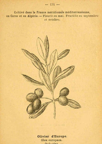 Reproducción/Reproduction 6022044801: Atlas de poche des plantes des champs, des prairies et des bois Paris :P. Klincksieck,[1894] 