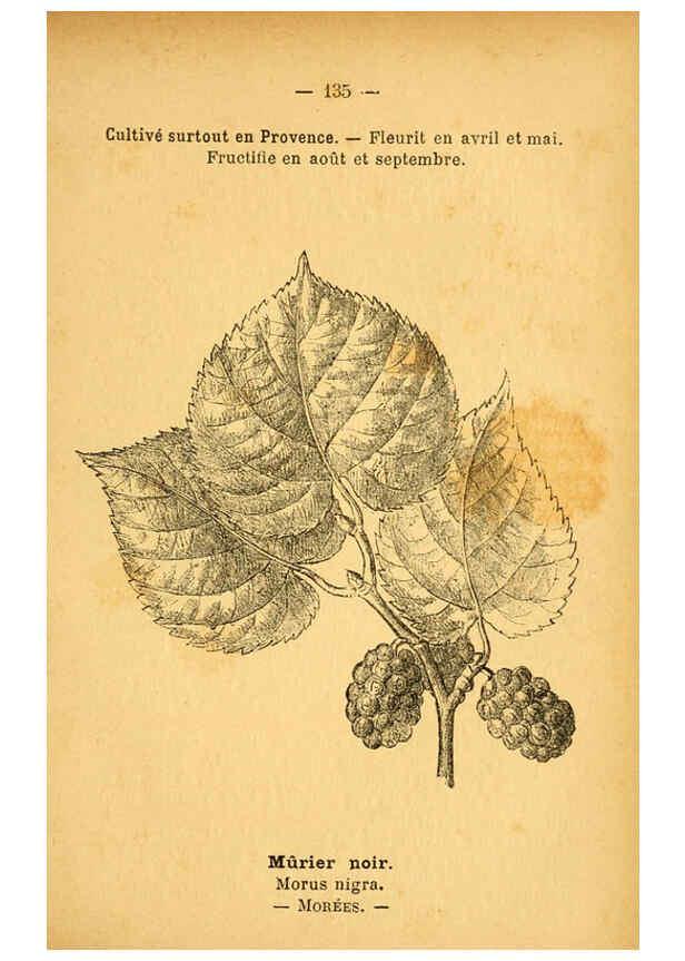 Reproducción/Reproduction 6022045267: Atlas de poche des plantes des champs, des prairies et des bois Paris :P. Klincksieck,[1894] 