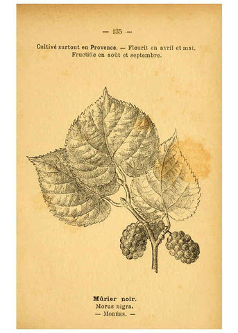 Reproducción/Reproduction 6022045267: Atlas de poche des plantes des champs, des prairies et des bois Paris :P. Klincksieck,[1894] 