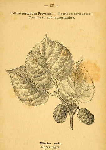 Reproducción/Reproduction 6022045267: Atlas de poche des plantes des champs, des prairies et des bois Paris :P. Klincksieck,[1894] 